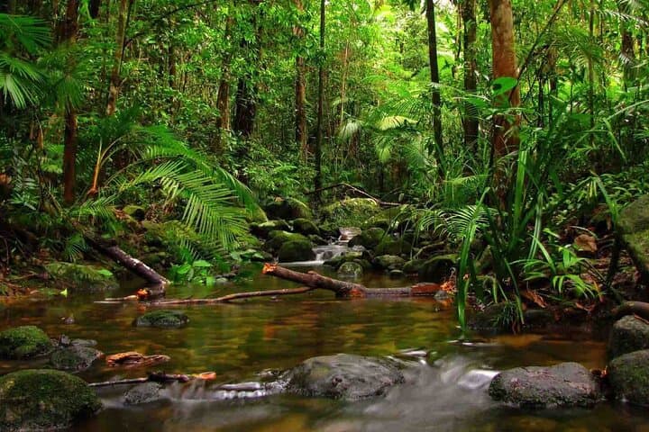 Sinharaja Rainforest Day Trek & Duvili Ella Waterfall Dip — Private Guided Tour from Colombo photo 6