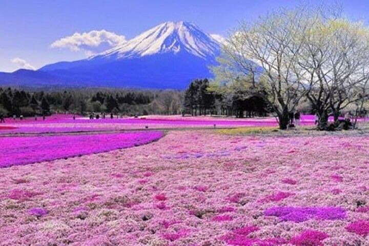Private Mount Fuji & Hakone One-Day Tour — Chureito Pagoda, Lake Ashi & Owakudani photo 2