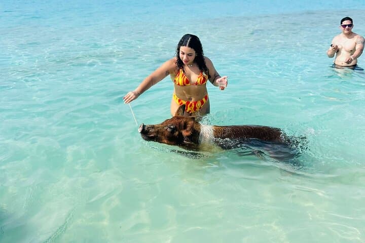 Rose Island Beach Day: Swimming Pigs, Turtle Sanctuary & Reef Snorkel from Nassau photo 4