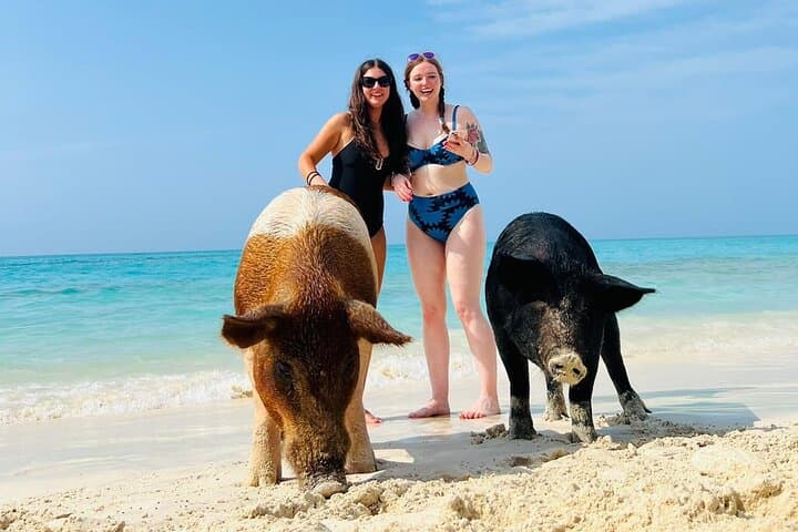 Rose Island Beach Day: Swimming Pigs, Turtle Sanctuary & Reef Snorkel from Nassau photo 3