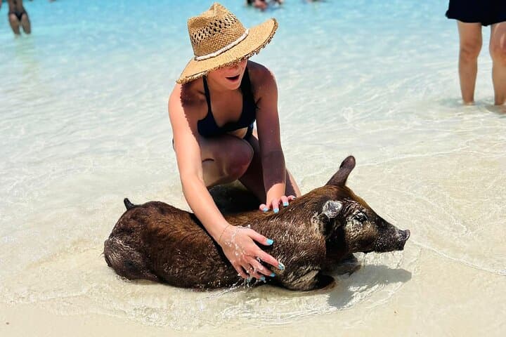 Rose Island Beach Day: Swimming Pigs, Turtle Sanctuary & Reef Snorkel from Nassau photo 6