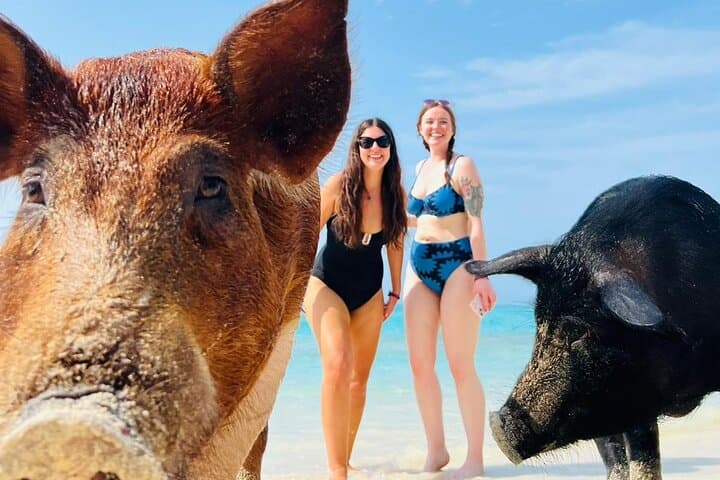 Half-Day All-Inclusive: Swimming Pigs, Turtles, Snorkel & Lunch from Nassau photo 4