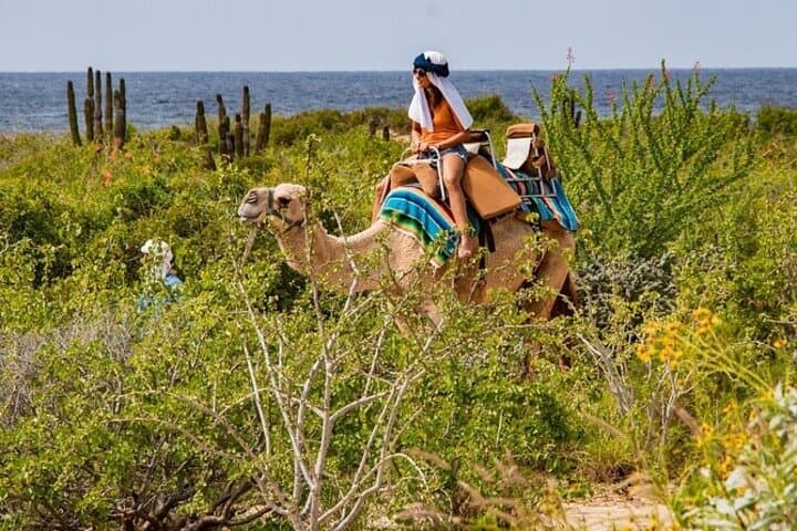 Cabo San Lucas Camel Ride: Beach & Desert Encounter with Tequila Tasting photo 4