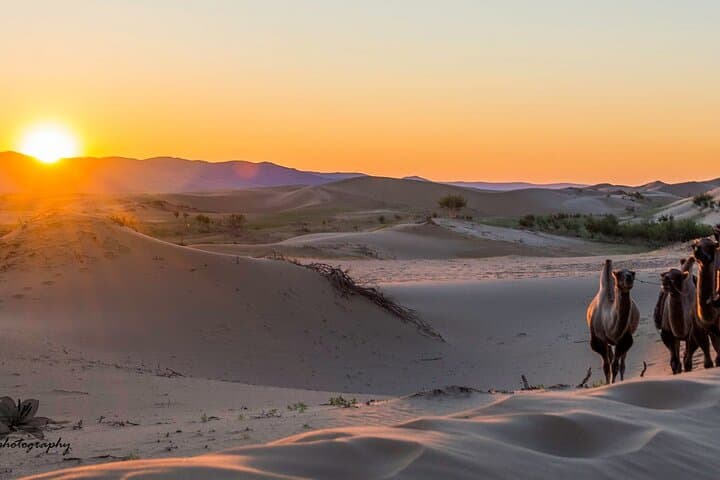 Immersive Gobi Experience: Camel Rides, Gers & Stargazing from Ulaanbaatar photo 4