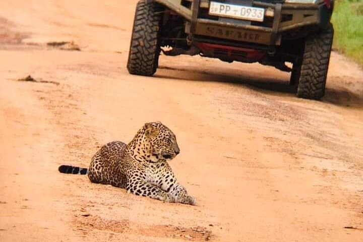 Wilpattu Leopard Safari: Private Day Trip from Colombo or Negombo