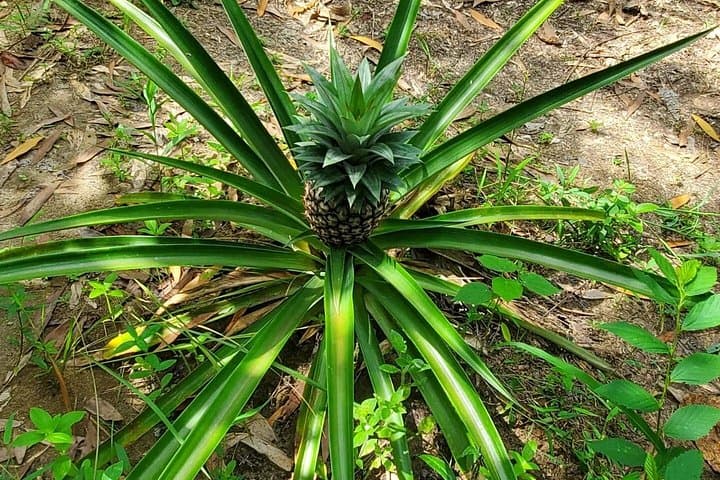 Half-Day Zanzibar Spice Farm & Cooking Lesson | Private Tour from Stone Town photo 2