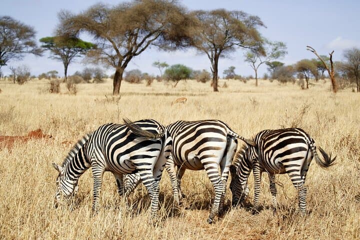 4-Day Private Safari in Mikumi and Ruaha National Parks — Southern Tanzania Wildlife Safari
