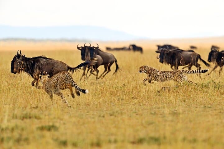 Full-Day Tarangire Safari from Arusha: Elephants, Baobabs & River Wildlife photo 2