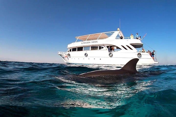Royal Dolphin House Sea Trip Hurghada — Snorkel with Wild Dolphins in the Red Sea photo 1