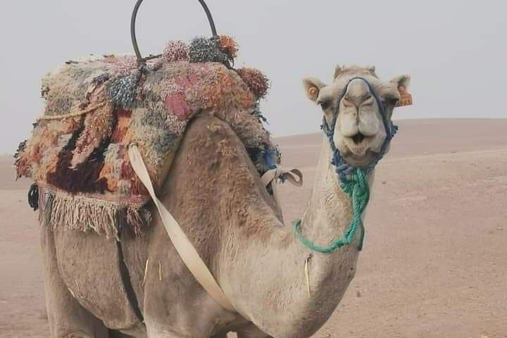 Sunset Quad & Camel Safari in Agafay Desert from Marrakech photo 2