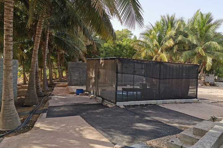 Private Salalah Tour: Frankincense, Coast and City Highlights photo 5