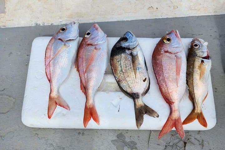 VIP Fishing Excursion in Fuengirola — Mediterranean Sport Fishing from Port photo 4