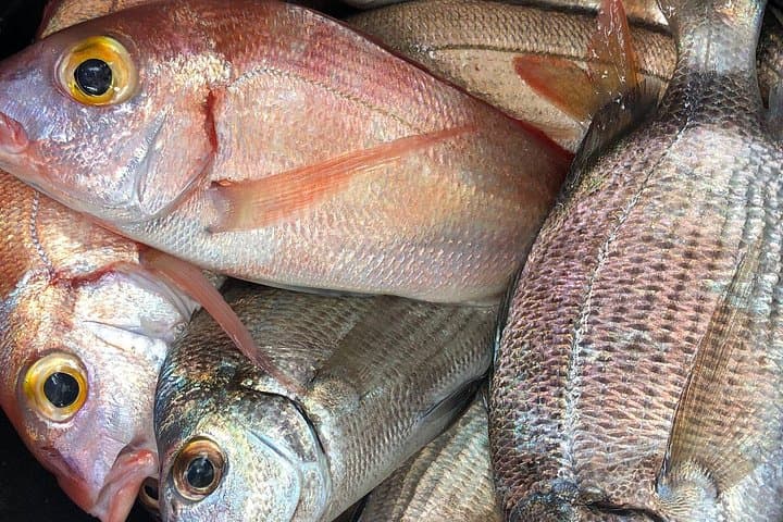 VIP Fishing Excursion in Fuengirola — Mediterranean Sport Fishing from Port photo 2