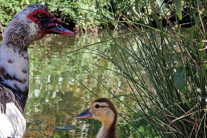 Algarve Countryside Private Tour: Paderne, Alte & Fonte Grande Waterfall Day Trip photo 4