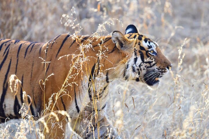 3-Day Ranthambhore Tiger Safari from Agra: Taj, Tigers & Jaipur Highlights photo 2