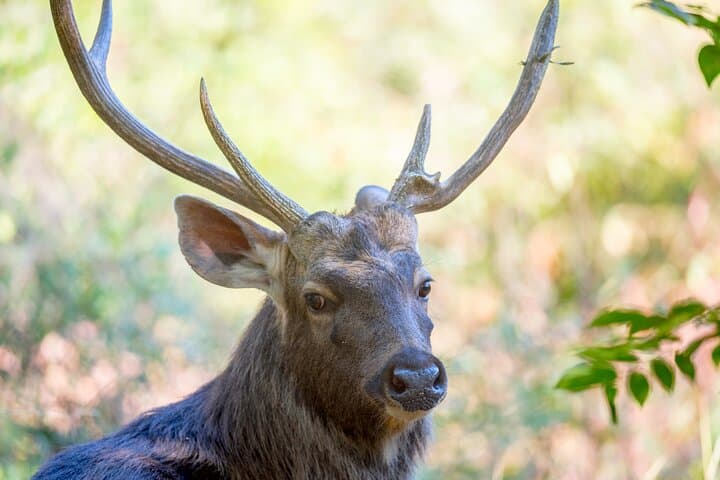 7-Day Private Indian Wildlife & Palaces Tour from Colombo Port — Taj Mahal, Ranthambore & Jaipur photo 3