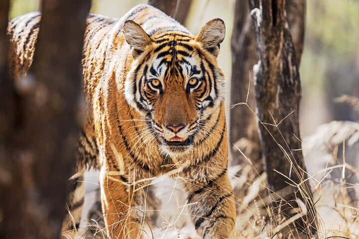 7-Day Private Indian Wildlife & Palaces Tour from Colombo Port — Taj Mahal, Ranthambore & Jaipur