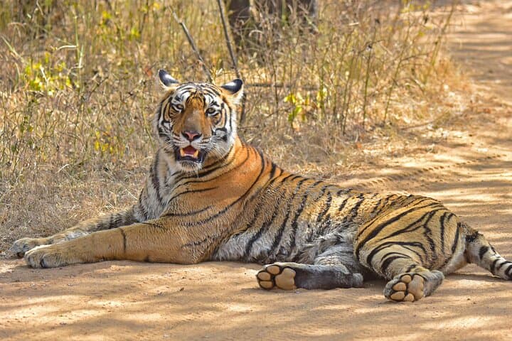 7-Day Private Indian Wildlife & Palaces Tour from Colombo Port — Taj Mahal, Ranthambore & Jaipur photo 2