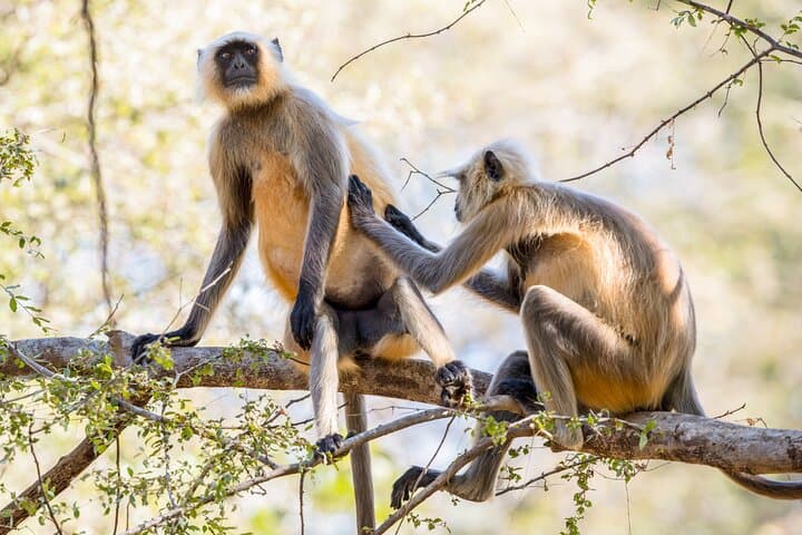7-Day Private Indian Wildlife & Palaces Tour from Colombo Port — Taj Mahal, Ranthambore & Jaipur photo 4