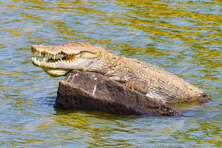 7-Day Private Indian Wildlife & Palaces Tour from Colombo Port — Taj Mahal, Ranthambore & Jaipur photo 5
