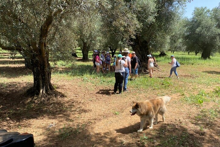 Private Half-Day Olive Oil Tour & Tasting in Limbadi, Calabria photo 4