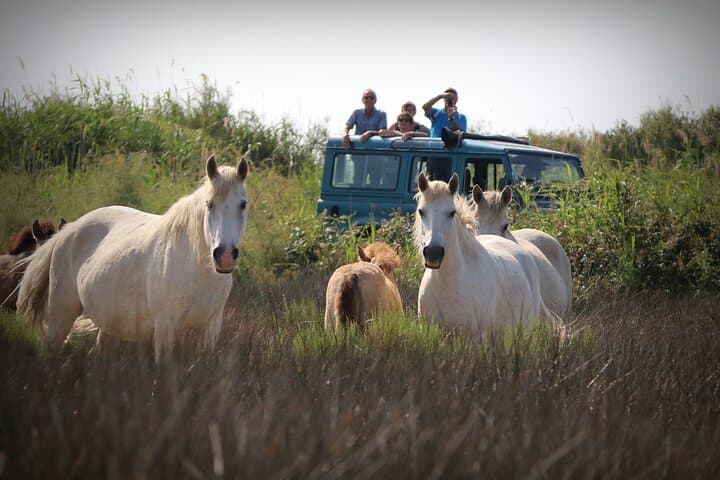 Camargue 4x4 Photo Safari from Aigues-Mortes: Horses, Bulls & Flamingos
