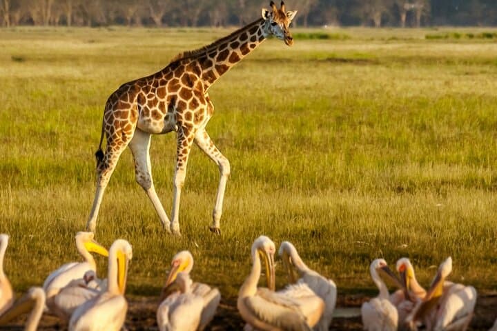 Full-Day Lake Nakuru Safari: Flamingos, Rhinos & Rift Valley Views