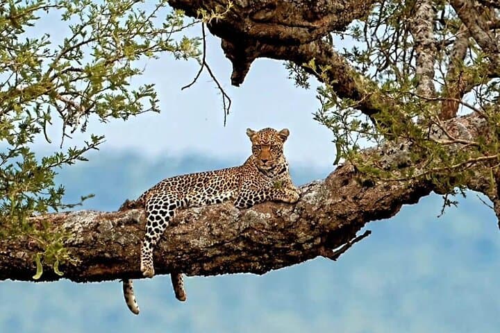 3-Day Maasai Mara Safari: Private Wildebeest Migration & Big Five Game Drives photo 2