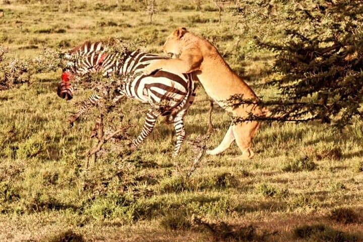 3-Day Maasai Mara Safari: Private Wildebeest Migration & Big Five Game Drives photo 3