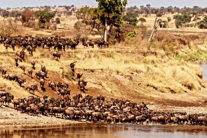 3-Day Maasai Mara Safari: Private Wildebeest Migration & Big Five Game Drives photo 4