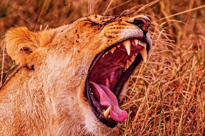 3-Day Maasai Mara Safari: Private Wildebeest Migration & Big Five Game Drives photo 5