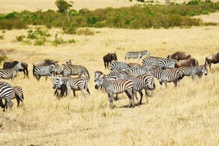 3-Day Maasai Mara Safari: Private Wildebeest Migration & Big Five Game Drives photo 6