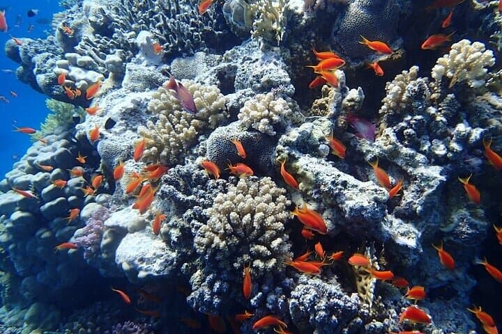 Snorkel with Spinner Dolphins at Sataya Dolphin House, Marsa Alam photo 5