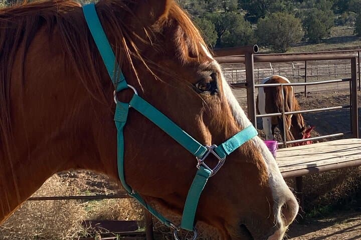 Grand Canyon West Rim Horseback Ride from Las Vegas through Joshua Tree Forest photo 1