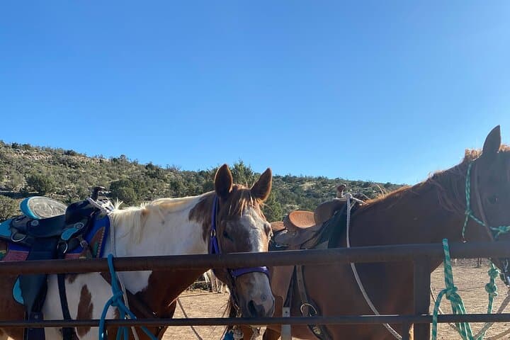 Grand Canyon West Rim Horseback Ride from Las Vegas through Joshua Tree Forest photo 3