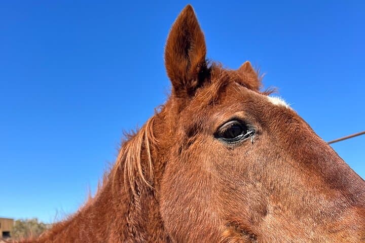 Grand Canyon West Rim Horseback Ride from Las Vegas through Joshua Tree Forest photo 4