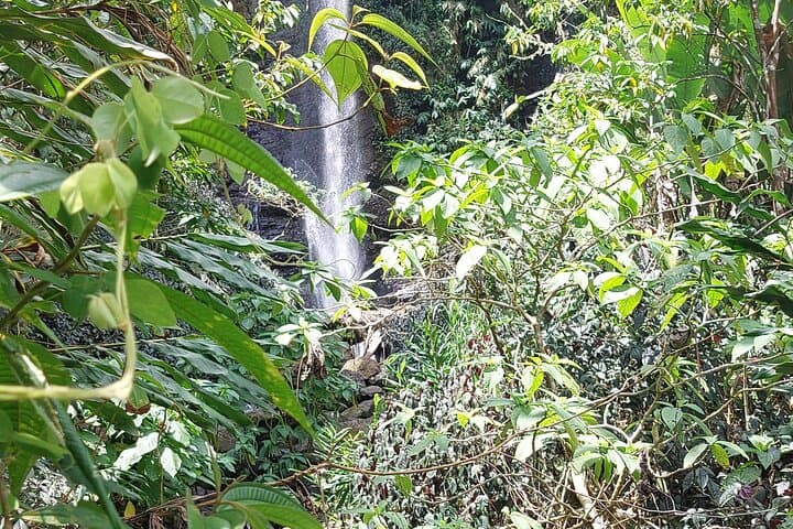 Blue Mountain Waterfall Hiking Tour — Waterfalls, Coffee Trails & Panoramic Views photo 6