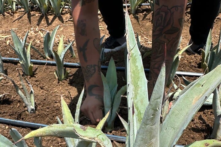 Oaxaca Mezcal Day Experience: Palenque Tour, Tasting & Agave Trek photo 2