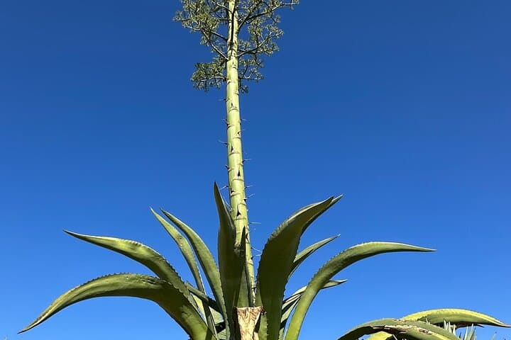 Oaxaca Mezcal Day Experience: Palenque Tour, Tasting & Agave Trek photo 4