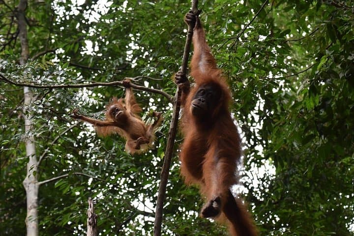 2-Day Bukit Lawang Jungle Trek: Orangutans, River Camps & Tubing photo 1