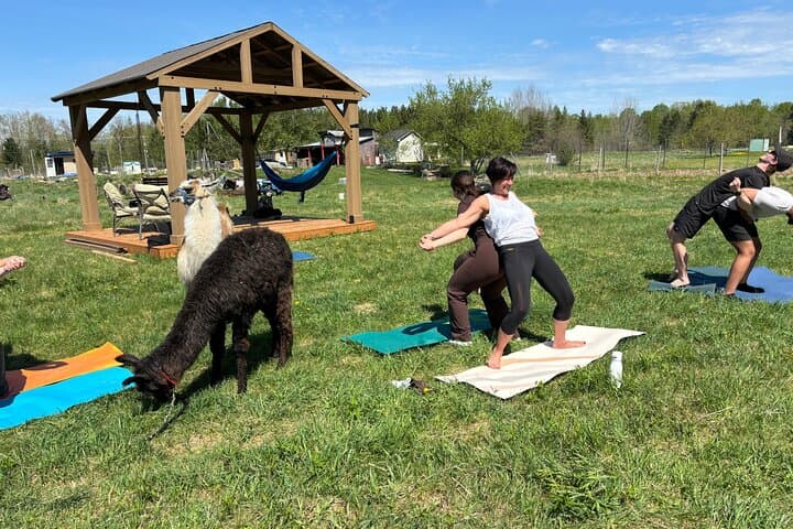 Hike & Lunch with Llamas at Dancing Goat Therapy Farm, Fredericton photo 5