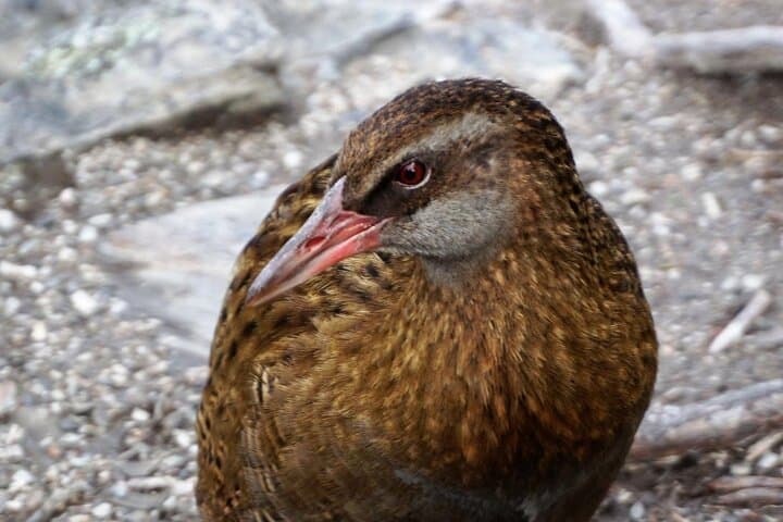 Mou Waho Island Cruise & Self-Guided Walk — Lake Wanaka Conservation Cruise photo 4