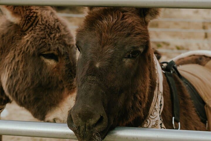 Brunch with Mini Rescue Burros Near Mt San Jacinto | Private Ranch Picnic photo 2