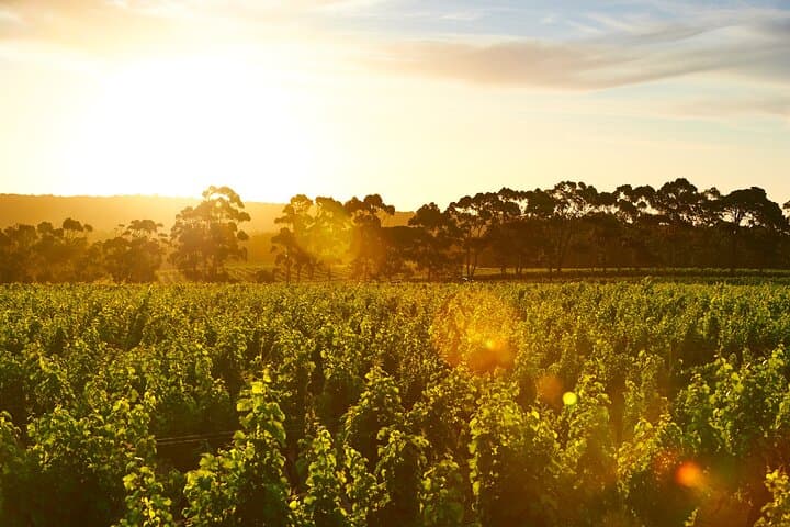 Cape Mentelle Behind the Scenes Wine Tour with Food & Wine Pairing — Margaret River Tasting Experience photo 4