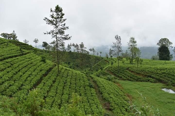 Sri Lanka 4-Day Private Tour: Kandy, Sigiriya, Tea Country & Rafting photo 5