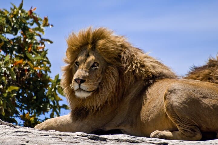 11-Day Big Five Safari: Kenya and Tanzania Game-Drive Adventure photo 3