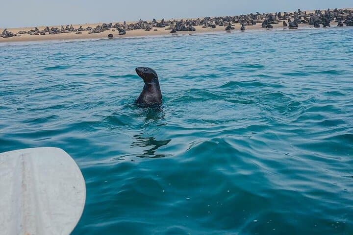 Pelican Point Kayaking: Seal & Dolphin Tours from Walvis Bay photo 6