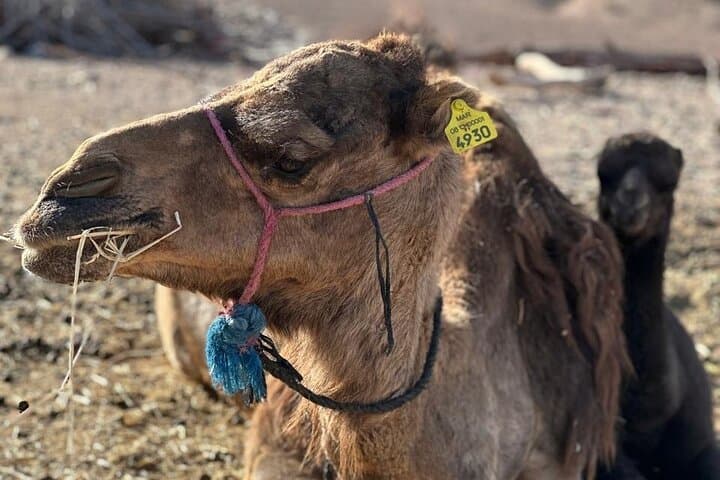 Sunset Camel Ride and Berber Dinner in Agafay Desert photo 2
