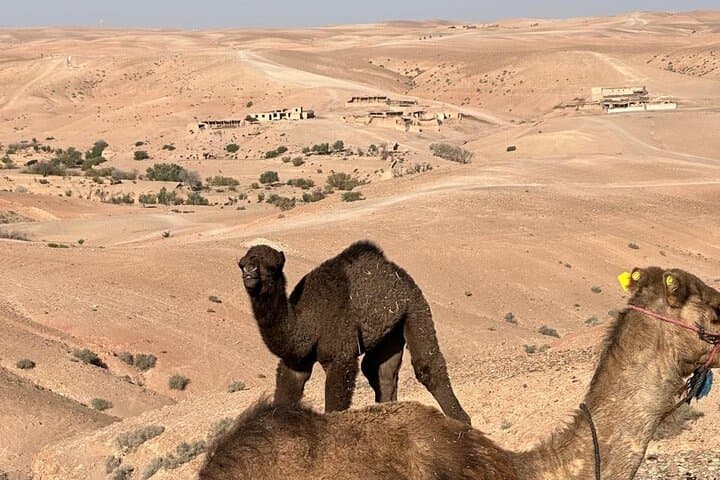 Sunset Camel Ride and Berber Dinner in Agafay Desert photo 3
