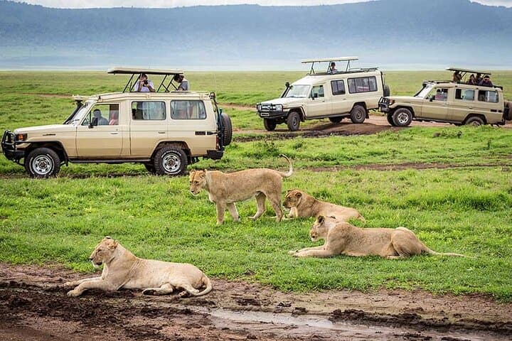 6-Day Luxury Tanzania Safari: Tarangire, Ngorongoro & Serengeti Wildlife Tour photo 4